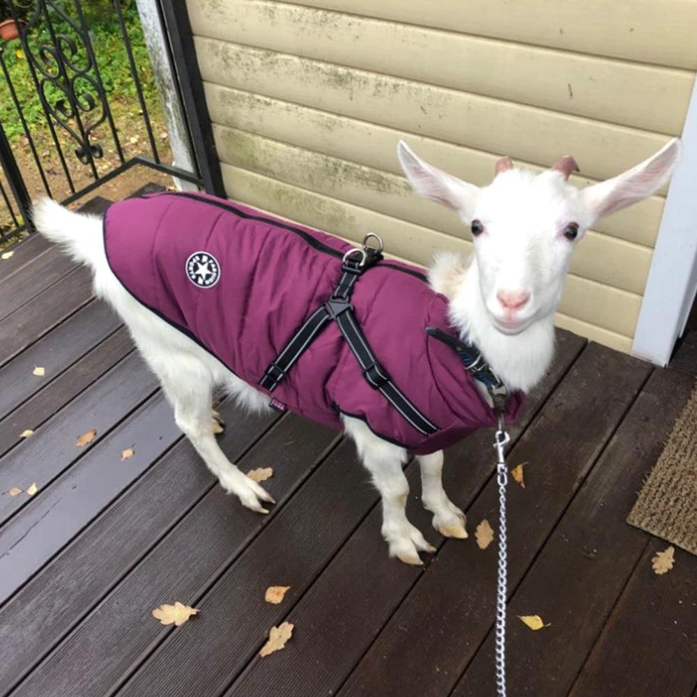 Waterproof Dog Clothes Winter Dog Coat With Harness Warm Pet Clothing Big Dog Jacket Chihuahua Labrador Coat Costume by GJG Denim