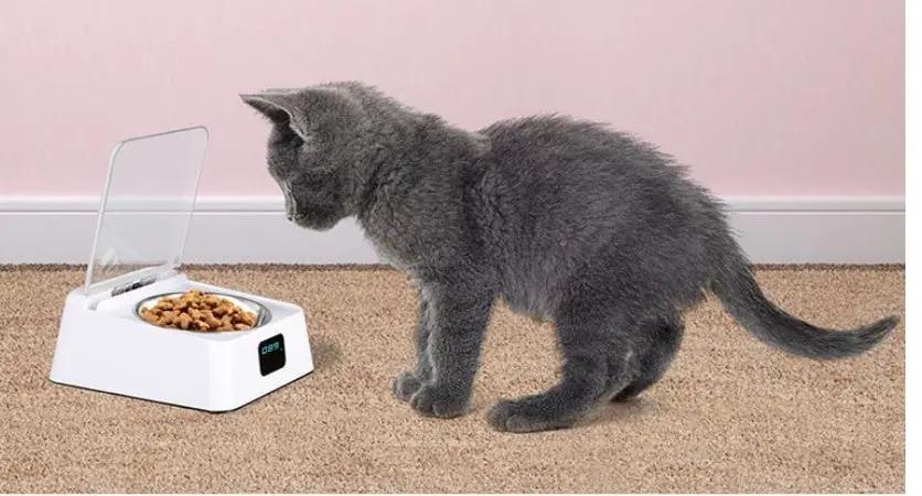 Automatic Pet Feeder Bowl by GJG Denim